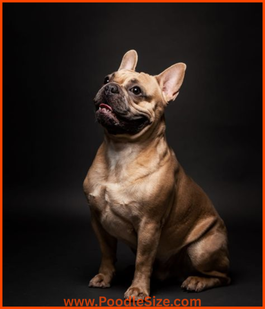 bulldog-12-kg