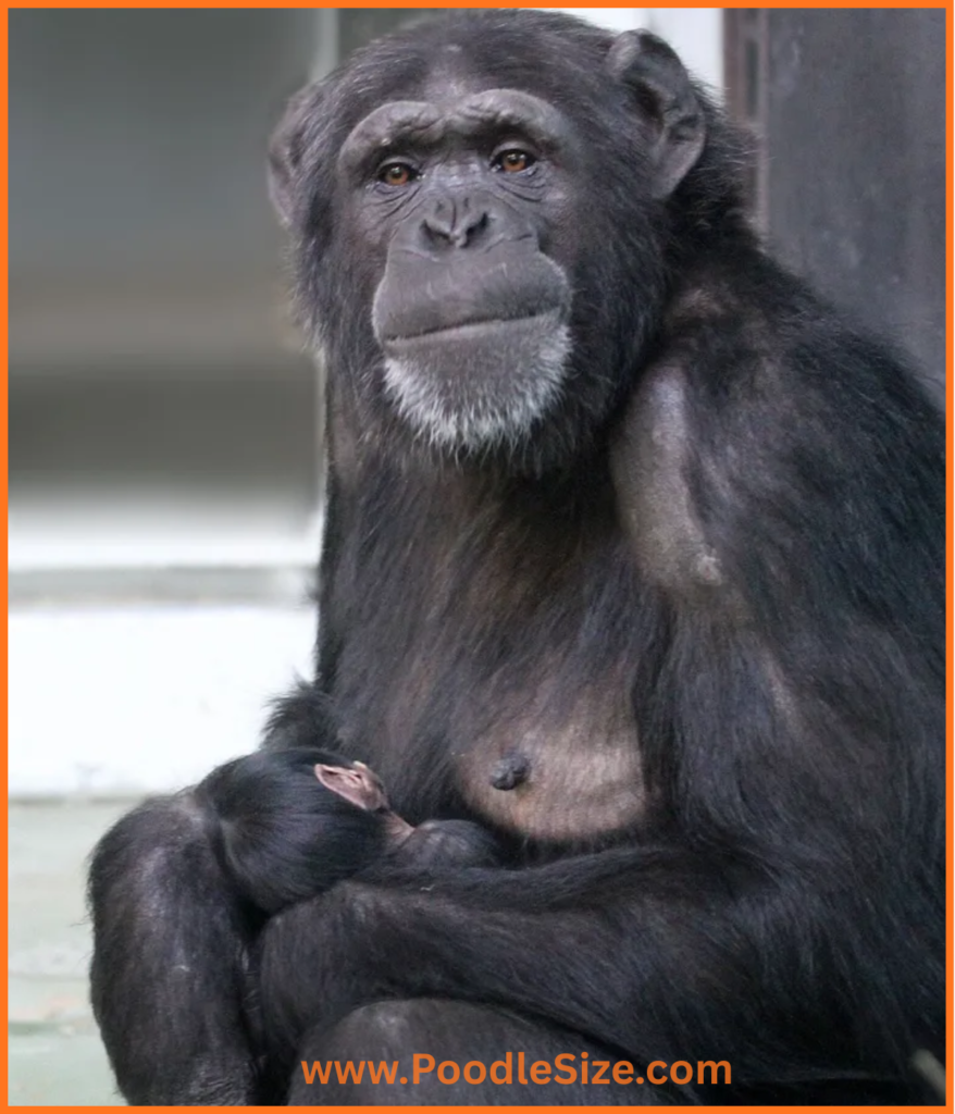 chimpanzee-50-kg