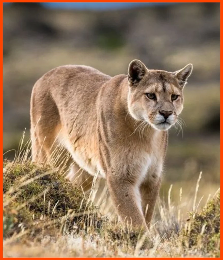 cougar -70-kg