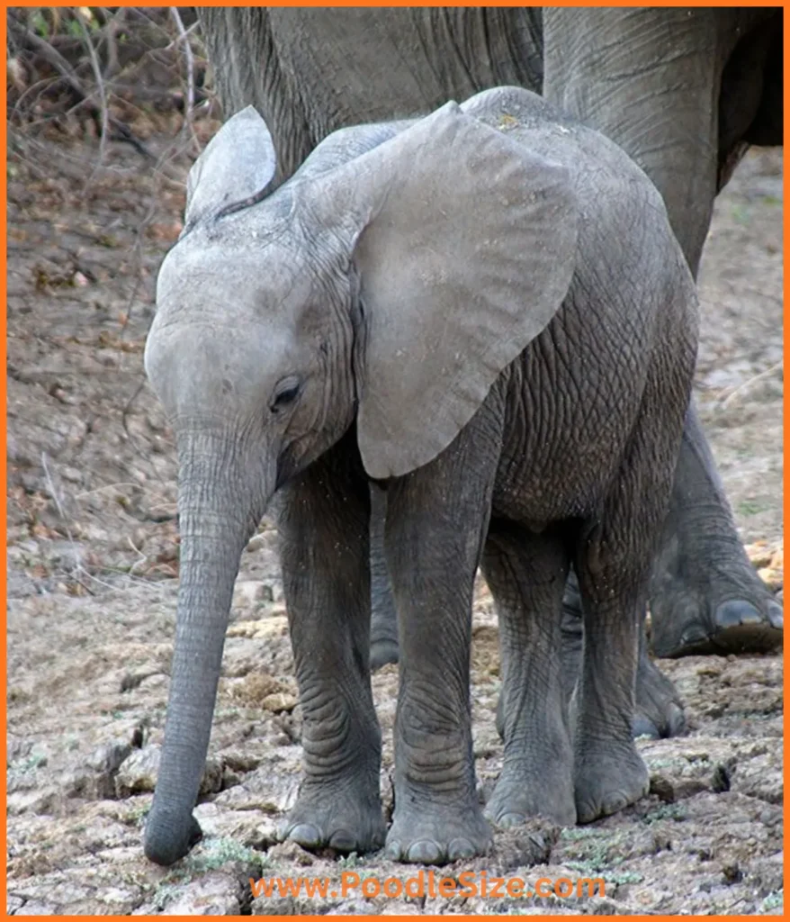 elephant-calf-100-kg