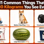 how-heavy-10-kg