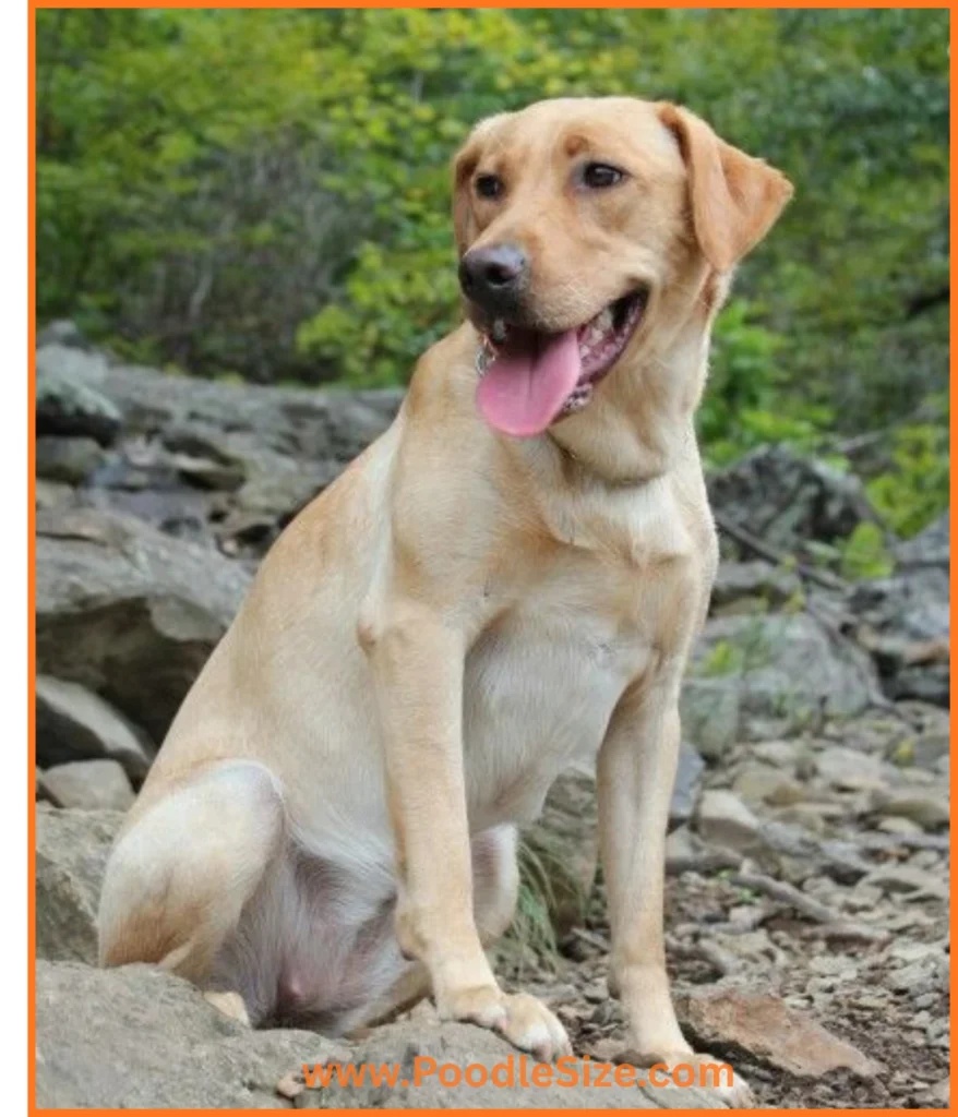 labrador-40-kg