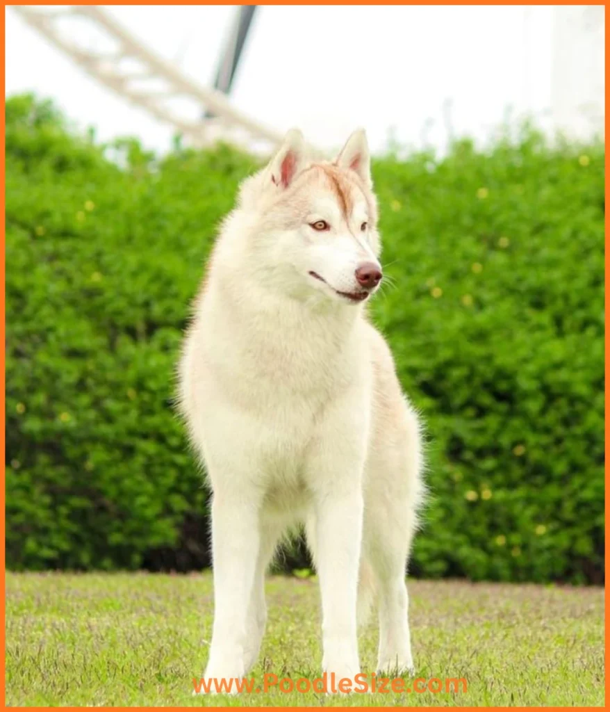 siberian-huskies-50-kg