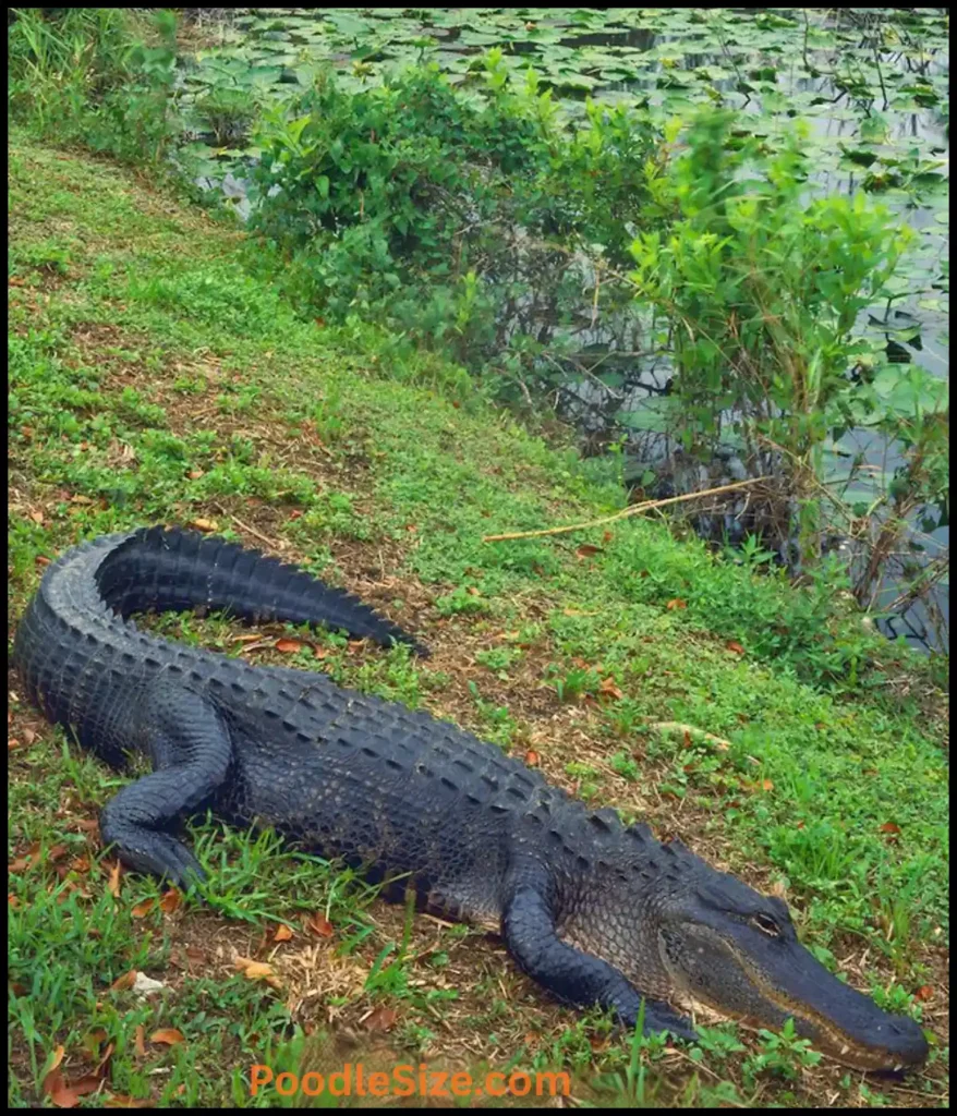 alligator-10-feet