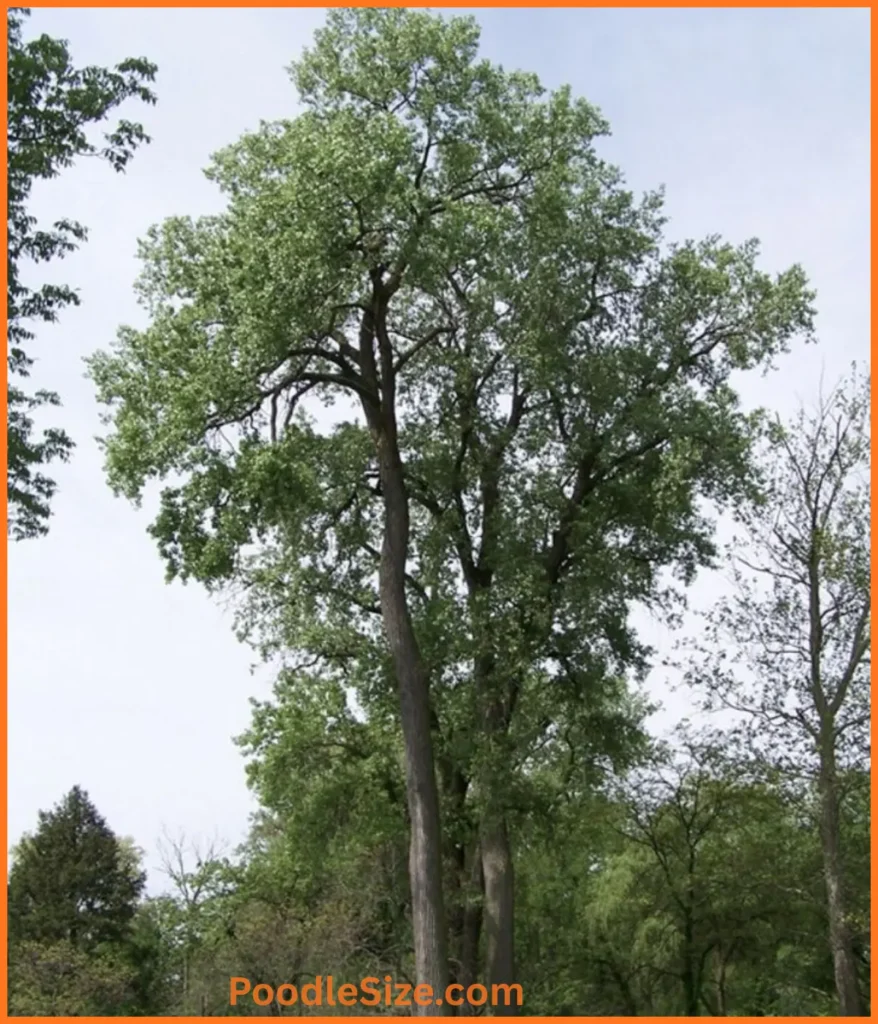 cottonwood-tree-100-feet