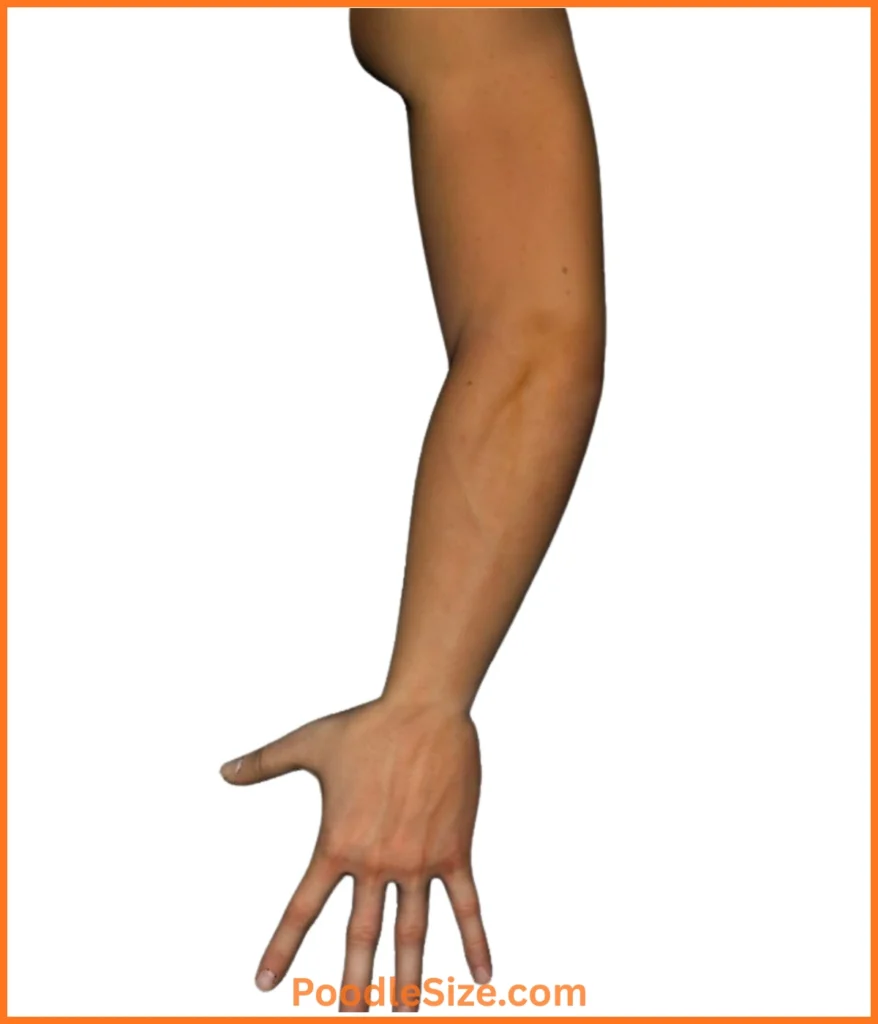 elbow-12-inches