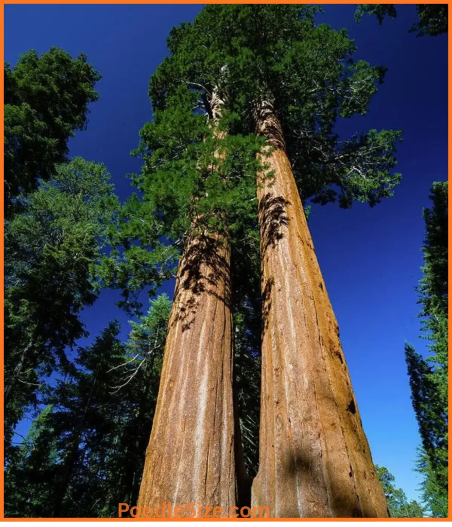 giant-sequoia-trees-300-feet