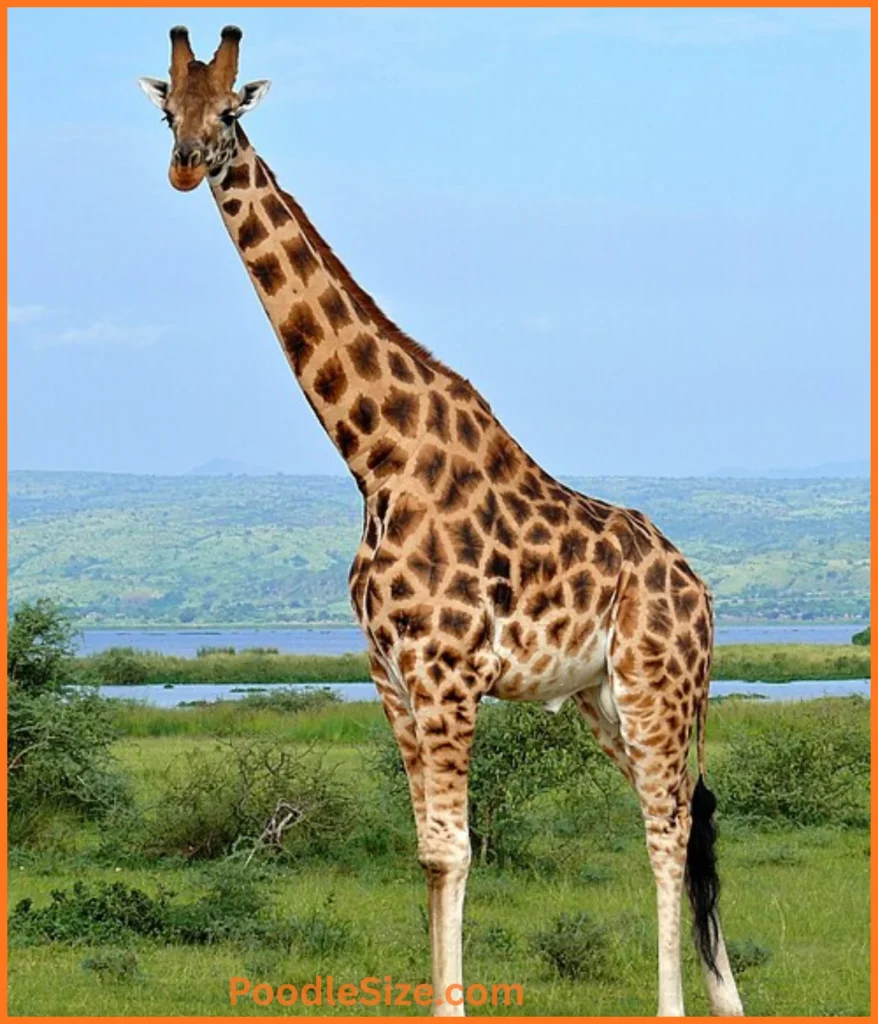 giraffe-20-feet
