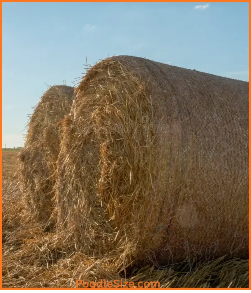 hay-bale-50-pounds
