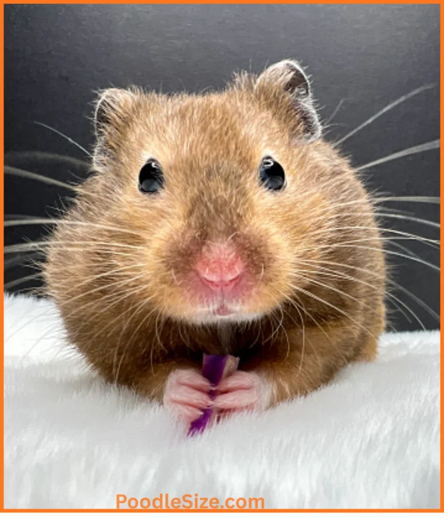 syrian-hamster-7-ounces