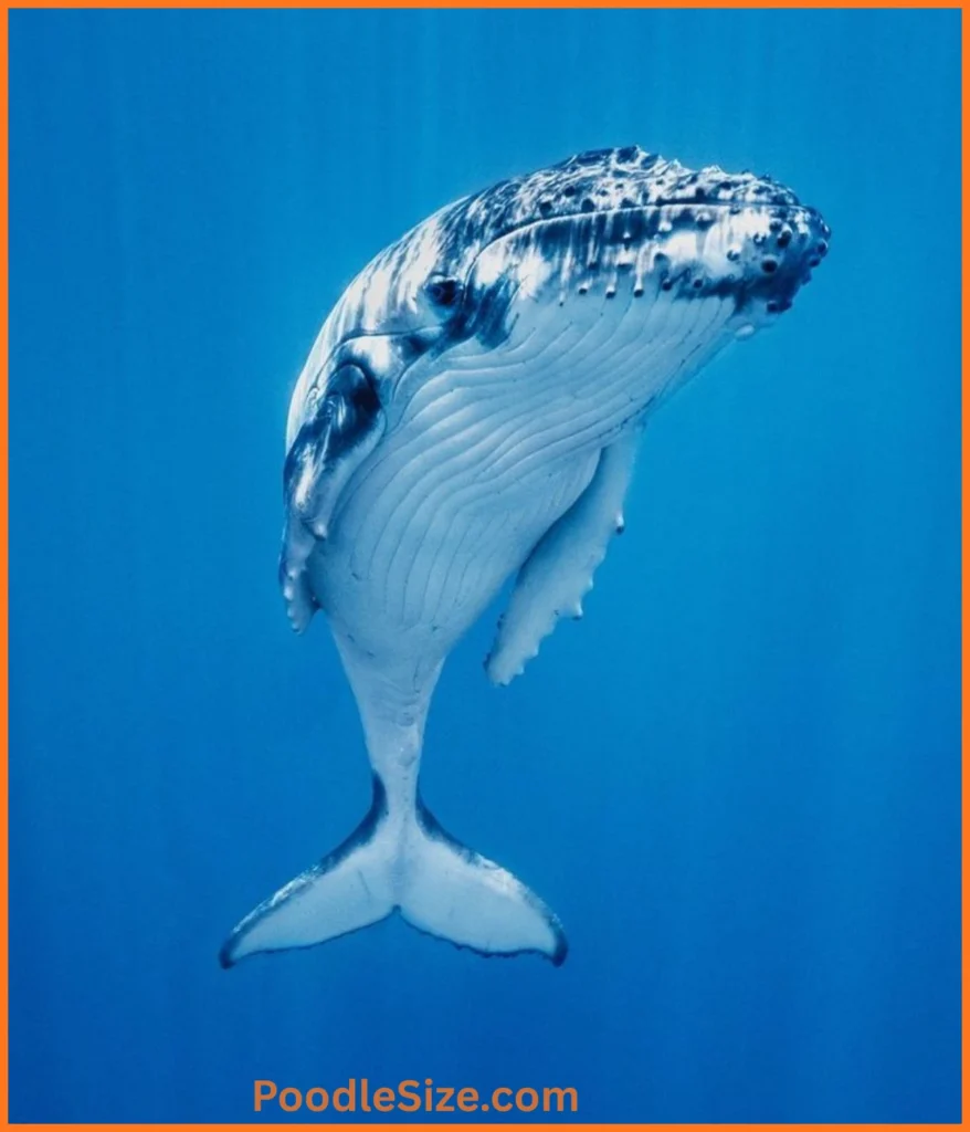 whale-calf-20-feet