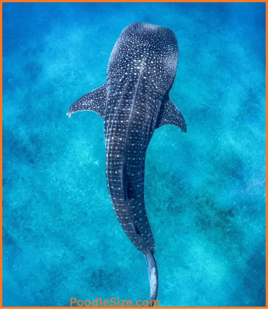 whale-shark-40-feet