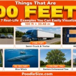 what-is-100-feet-long